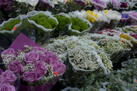 Williamsburg, Brooklyn 2017-71D-4112 Flowers