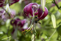 Photo of a Bee in a Flower at the Brooklyn Botanic Garden, Brooklyn, NY, NY, USA