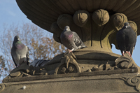 Central Park, New York City, NY 2016-sds_0420