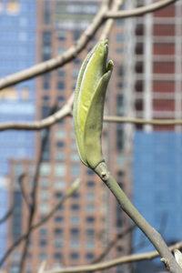 High Line, New York City, NY 2016-8770