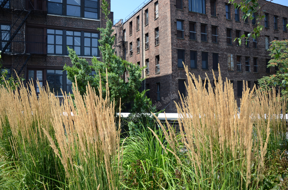 New York City Highline