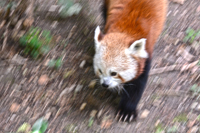 Central Park Zoo, New York, NY 2016 Red Panda 1321