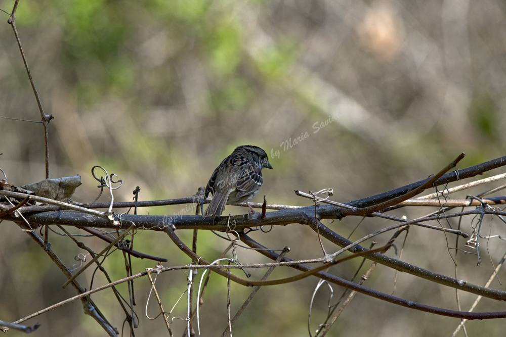 Fort Wadsworth, Staten Island, NY, 2018 White-throated Sparrow