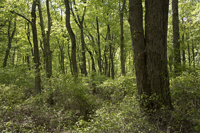 Greenbelt, Staten Island, NY 2017-8ds-1923