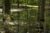 Greenbelt, Staten Island, NY 2017-8ds-1926