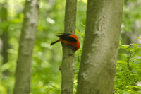 Male Scarlet Tanager,Greenbelt, Staten Island, NY 2017-70d-7691