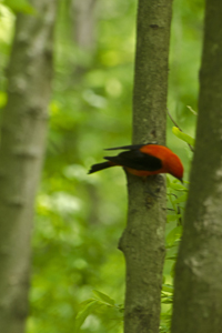 Male Scarlet Tanager,Greenbelt, Staten Island, NY 2017-70d-7692