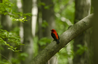 Male Scarlet Tanager,Greenbelt, Staten Island, NY 2017-70d-7701