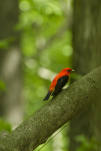 Greenbelt, Staten Island, NY 2017-70d-7703, Male Scarlet Tanager