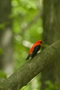 Male Scarlet Tanager, Greenbelt, Staten Island, NY 2017-70d-7703