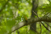 Male Scarlet Tanager,Greenbelt, Staten Island, NY 2017-70d-7704