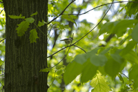 Tufted Titmouse,Greenbelt, Staten Island, NY 2017-70d-7712