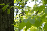 Tufted Titmouse,Greenbelt, Staten Island, NY 2017-70d-7715