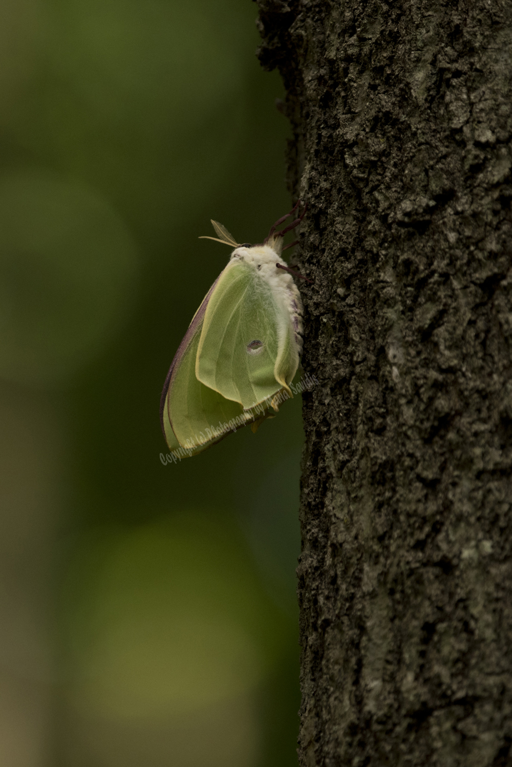 Luna Moth