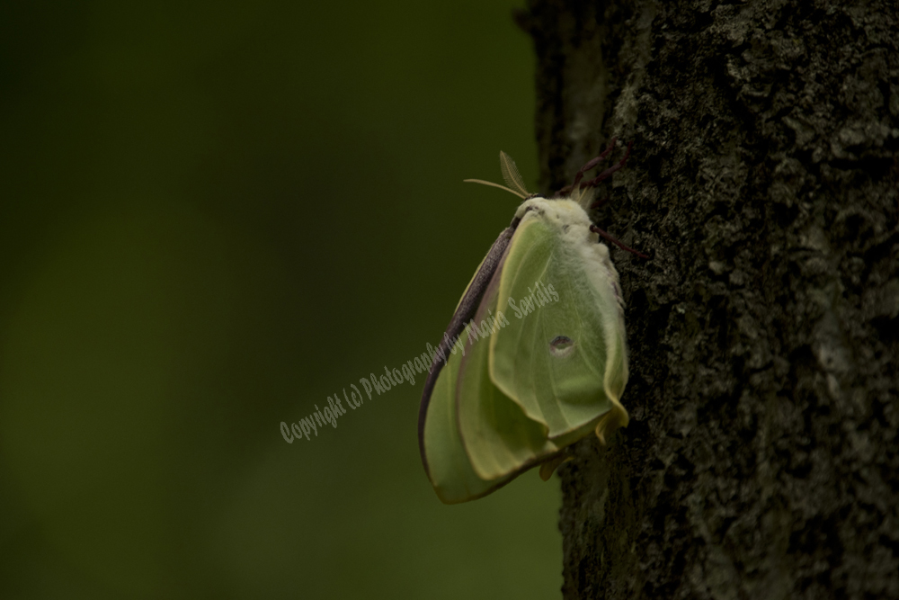 Luna Moth