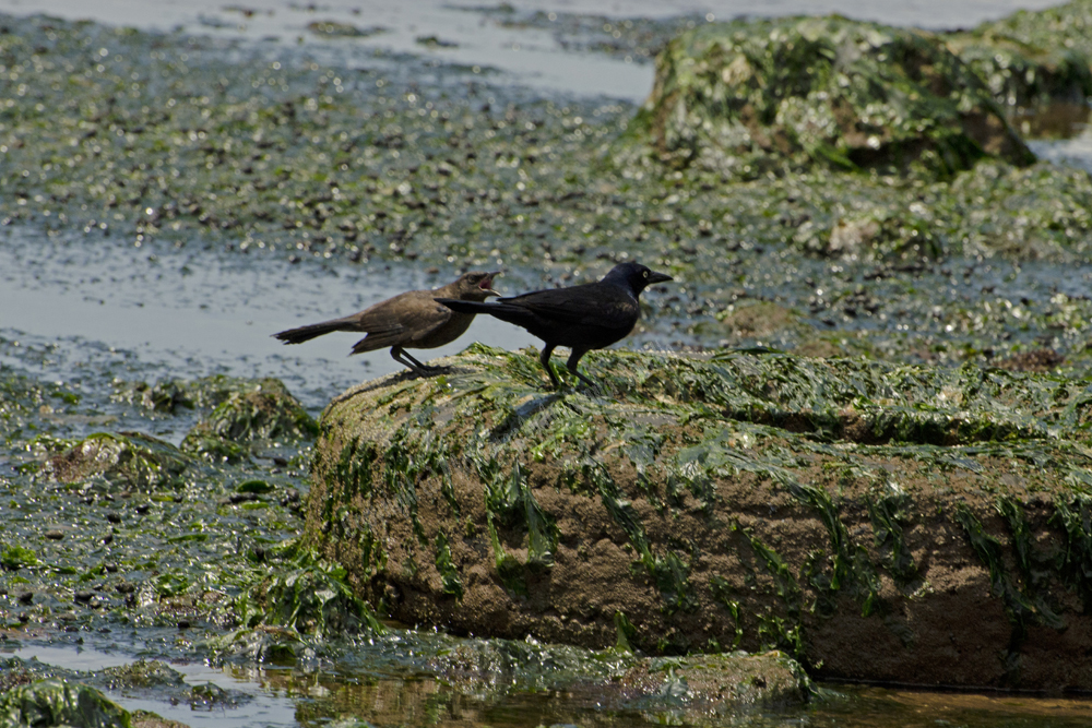 Pair of Common Grackles, Staten Island, NY
