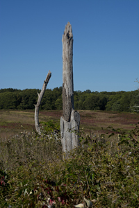 Shelter Island, The Hamptons, NY 2017-71D-6877