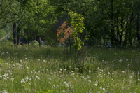 Guilford, Leather Stocking Region, NY 2016-9407
