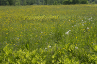 Guilford, Leather Stocking Region, NY 2016-9409