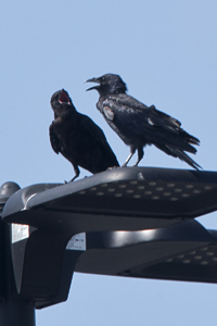 Hawk Mountain, PA 2017-8DS-6220, American Crows