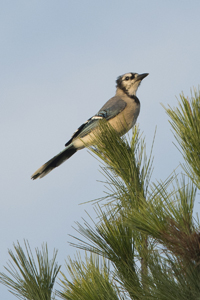 Hawk Mountain, PA 2017-8DS-6247, Blue Jay