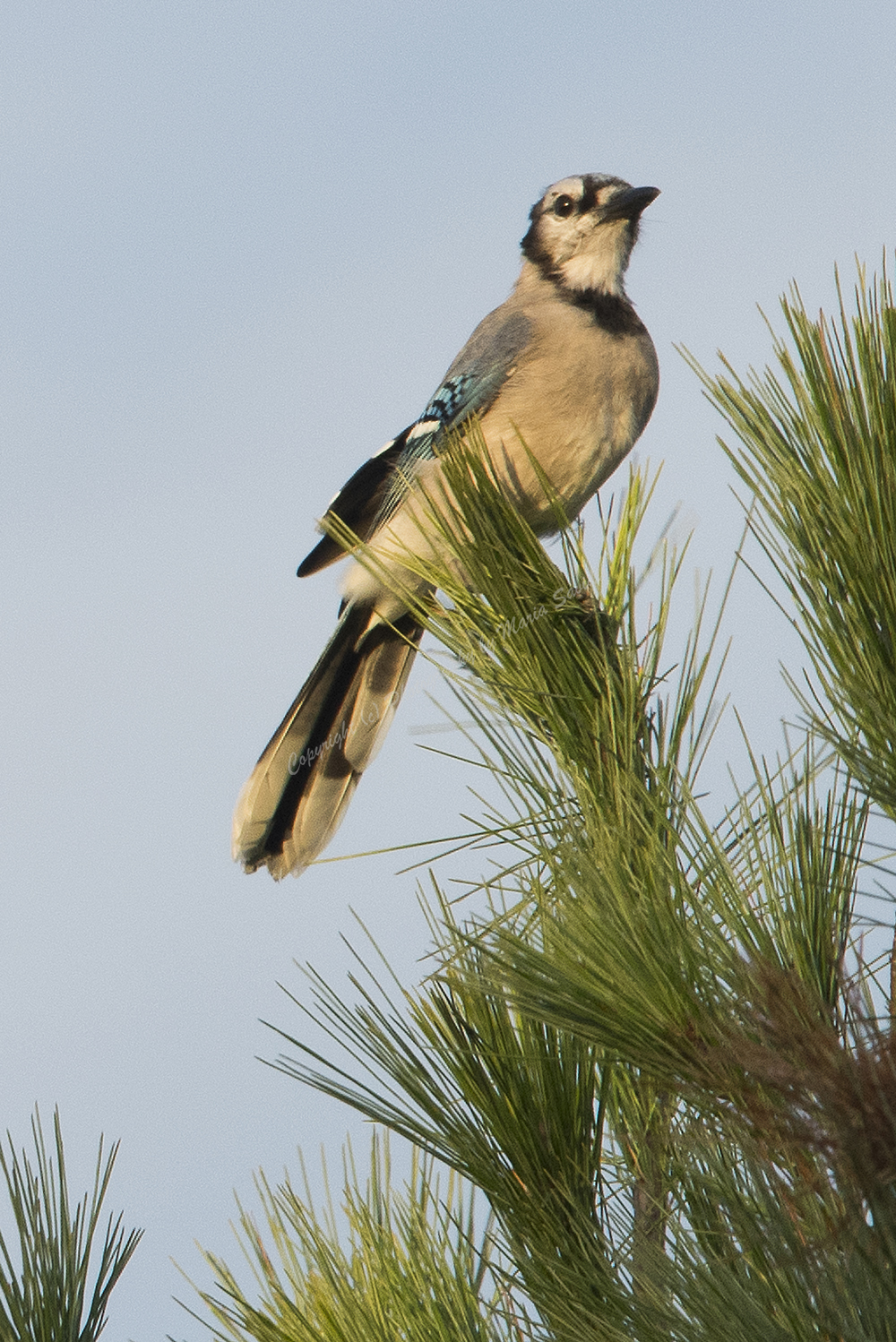 Blue Jay, Hawk Mountain, Pennsylvania