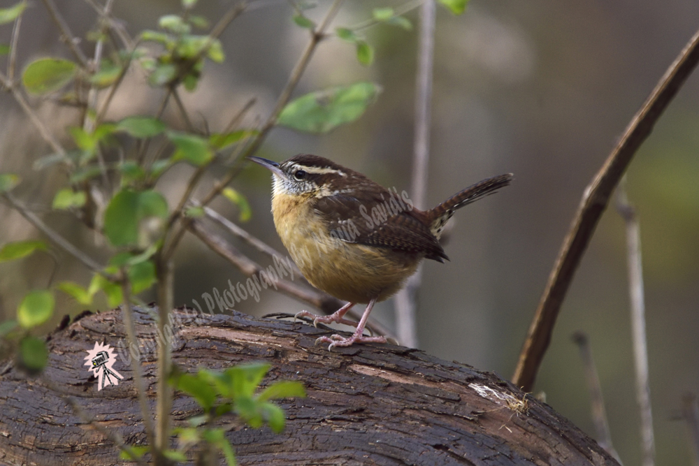 Carolina Wren, Radnor Lake State Park, Nashville, Tennessee 2018