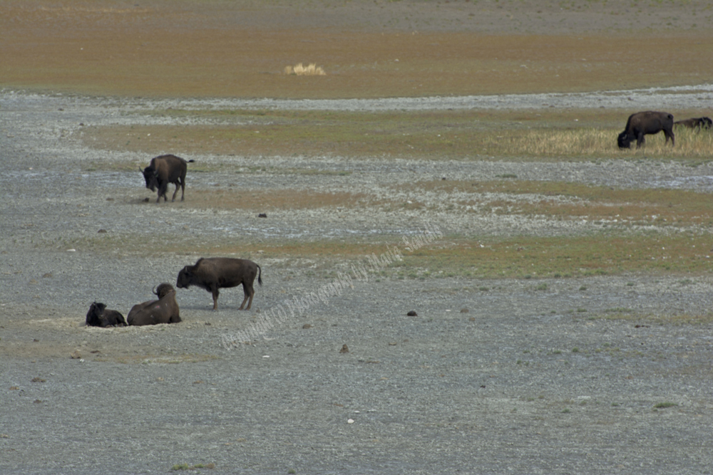 Antelope Island, Salt Lake, Utah 2016