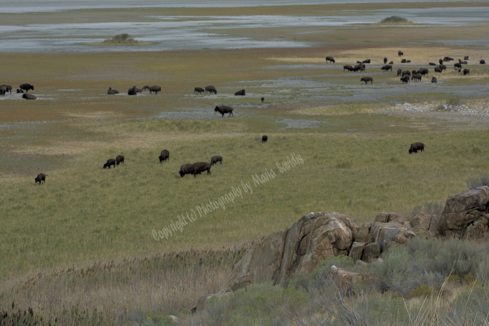 Antelope Island, Salt Lake, Utah 2016