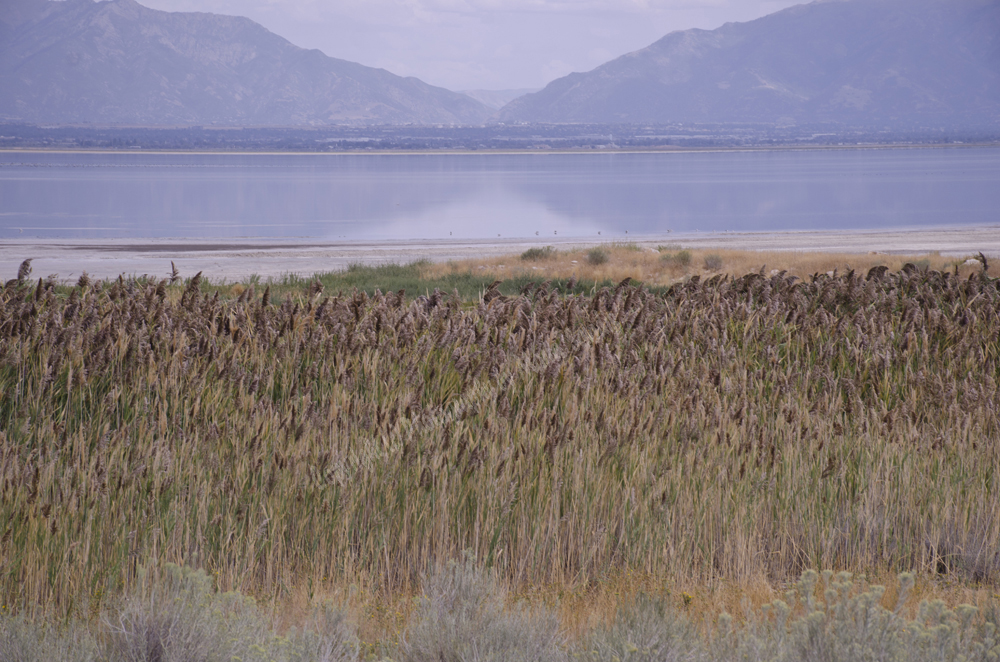 Antelope Island, Salt Lake, Utah 2016