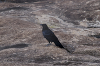 Canyonlands National Park, Moab, Utah 2016-4812, Common Raven