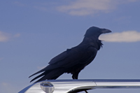 Canyonlands National Park, Moab, Utah 2016-4845, Common Raven