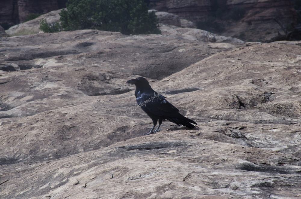 Common Raven, Canyonlands, Moab, Utah