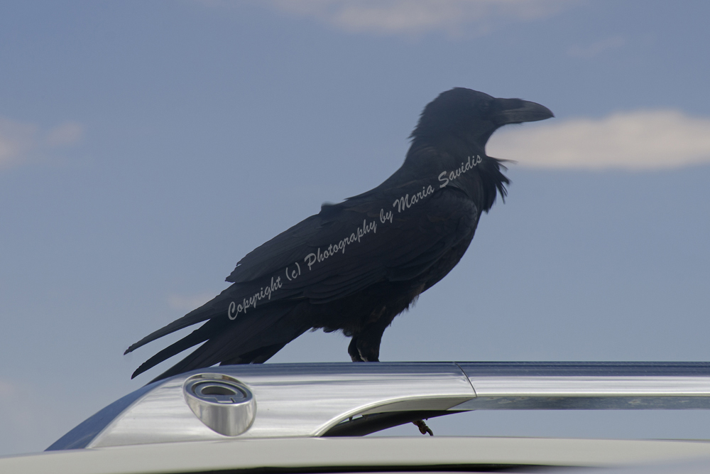 Common Raven, Canyonlands, Moab, Utah