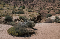 Capital Reef National Park, Utah 2016-5664