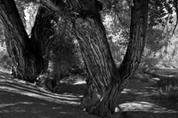 Capital Reef National Park, Utah 2016-5845- Trees in Black & White