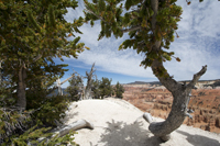 Cedar Breaks, Utah 2016-1850