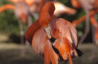 Smithsonian National Zoo, Washington, DC, Flamingos 2017-7332