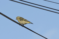 El Tesoro, Uruguay 2017-8DS-0438, Hooded Siskin