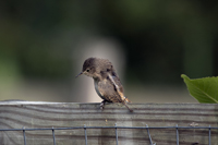 El Tesoro, Maldonado District, Uruguay 2017-8DS-9361, House Wren