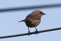 El Tesoro, Uruguay 2017-8DS-9686, Grayish Baywing Cowbird