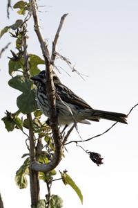 El Tesoro, Maldonado District, Uruguay 2017-8DS-9745, Streaked Flycatcher