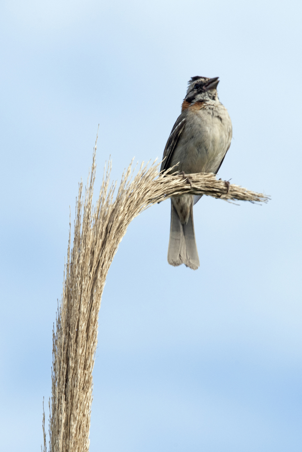 Rufous-collared Sparrow