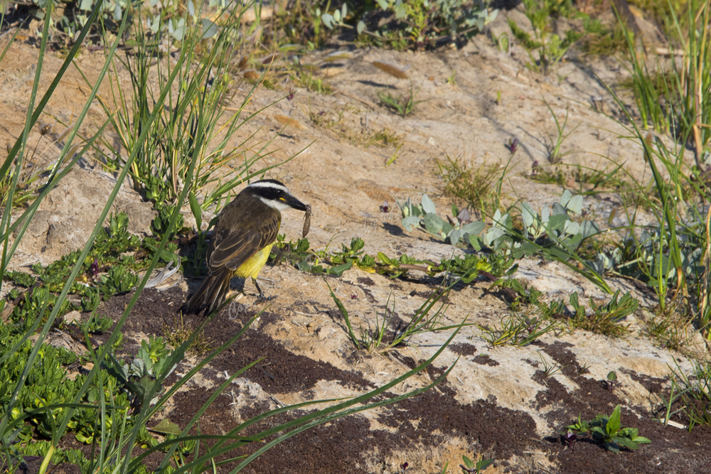 El Tesoro, Maldonado District, Uruguay,  Great Kiskadee, 2017