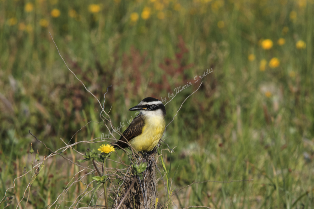 El Tesoro, Maldonado District, Uruguay,  Great Kiskadee, 2017