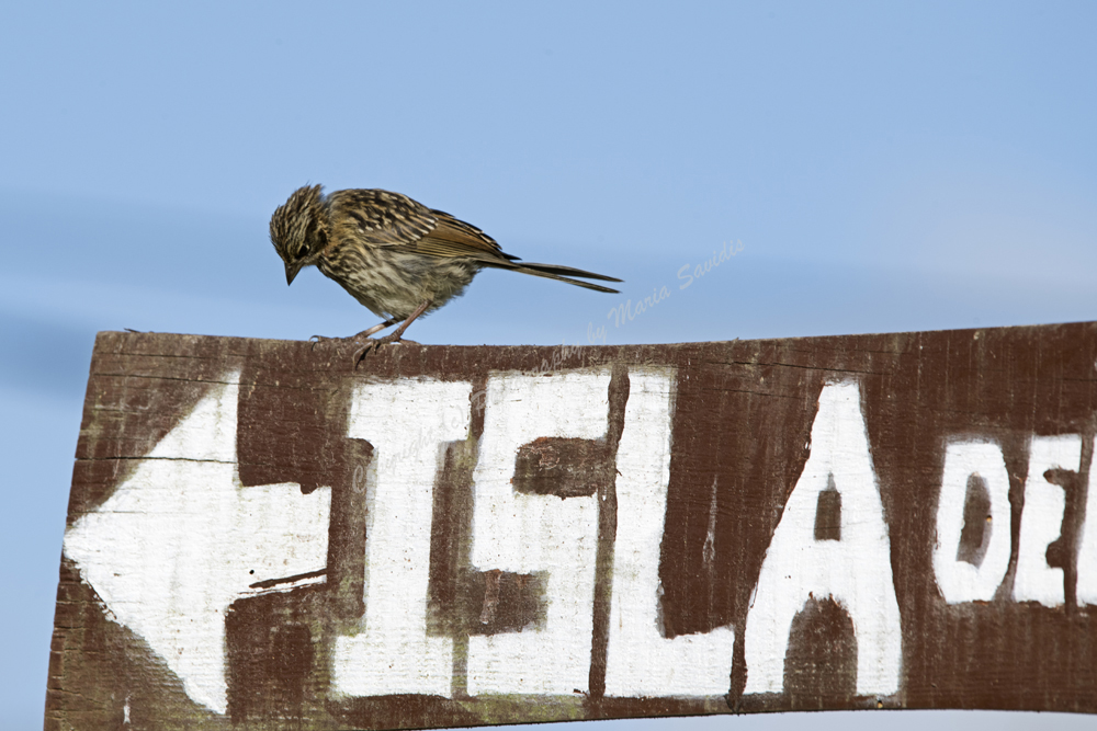 Rufous-collared Sparrow