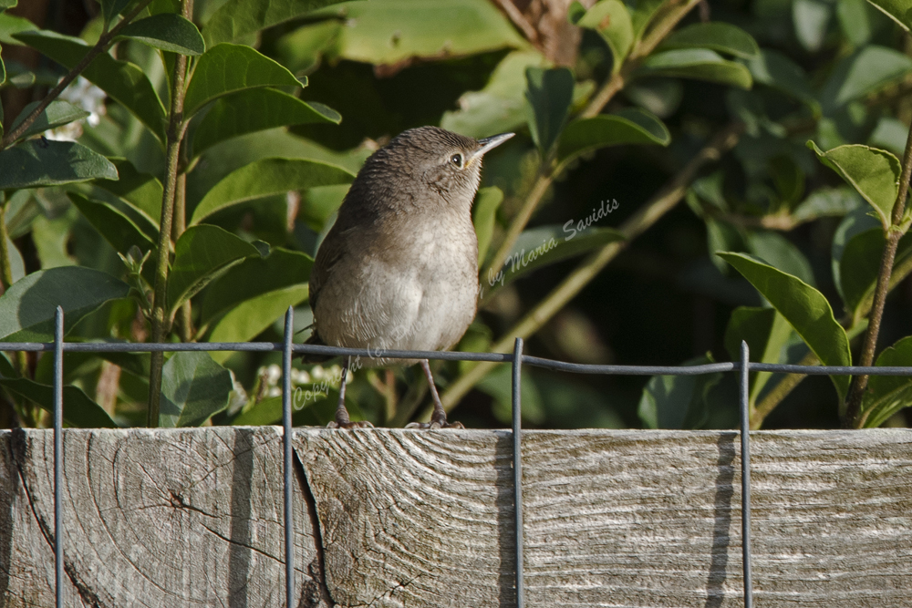 House Wren