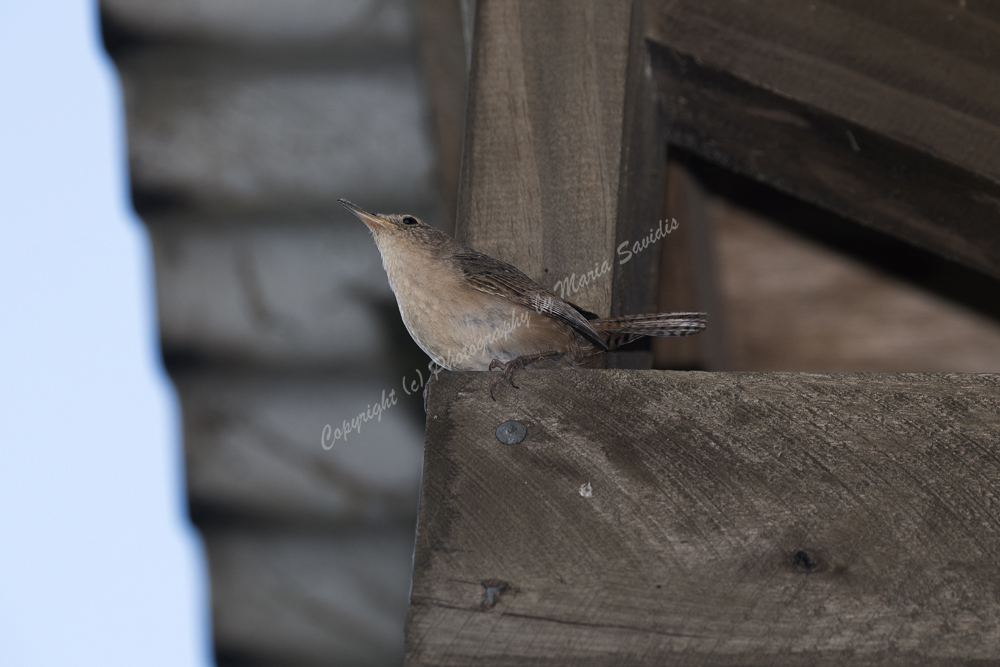 House Wren