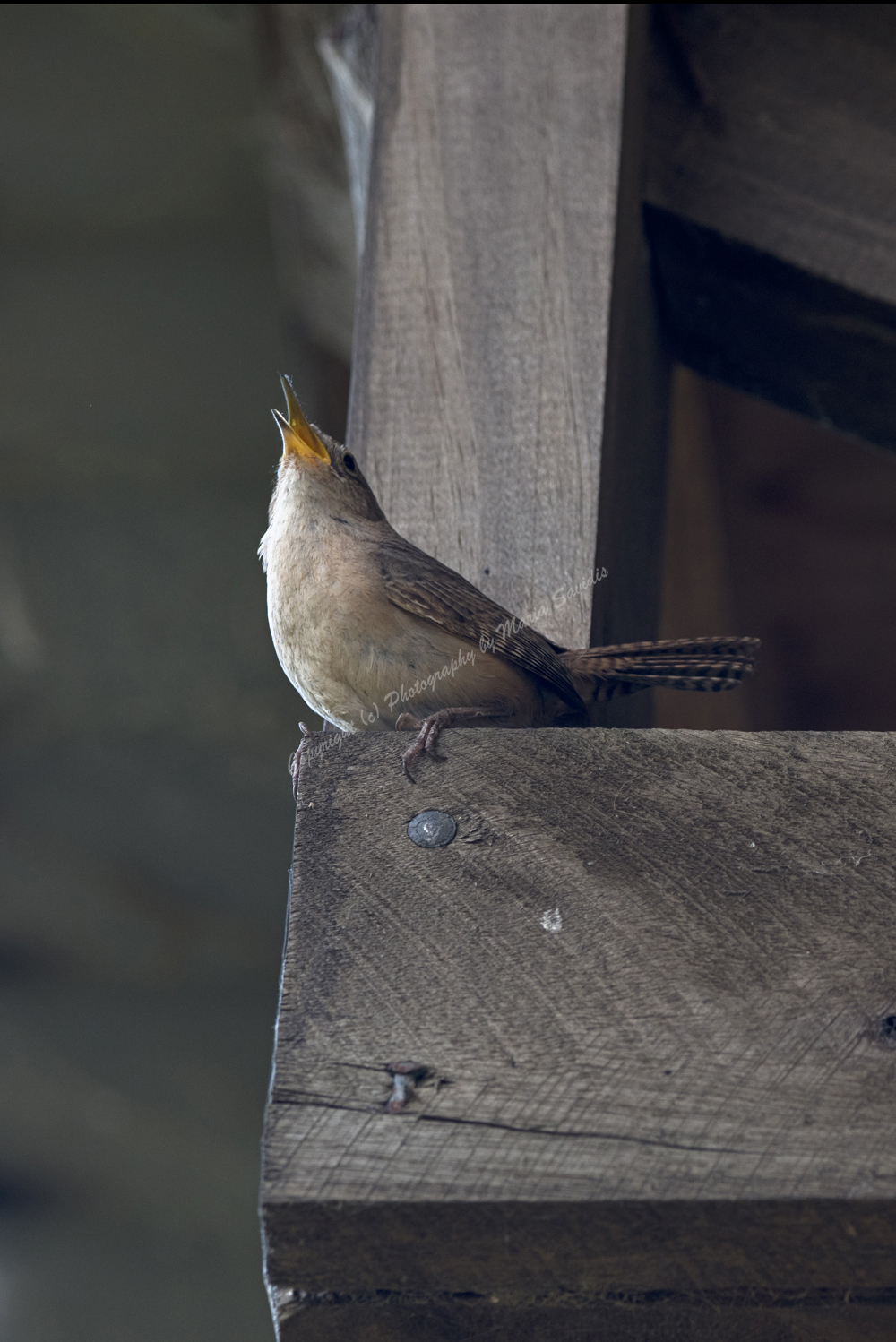 House Wren