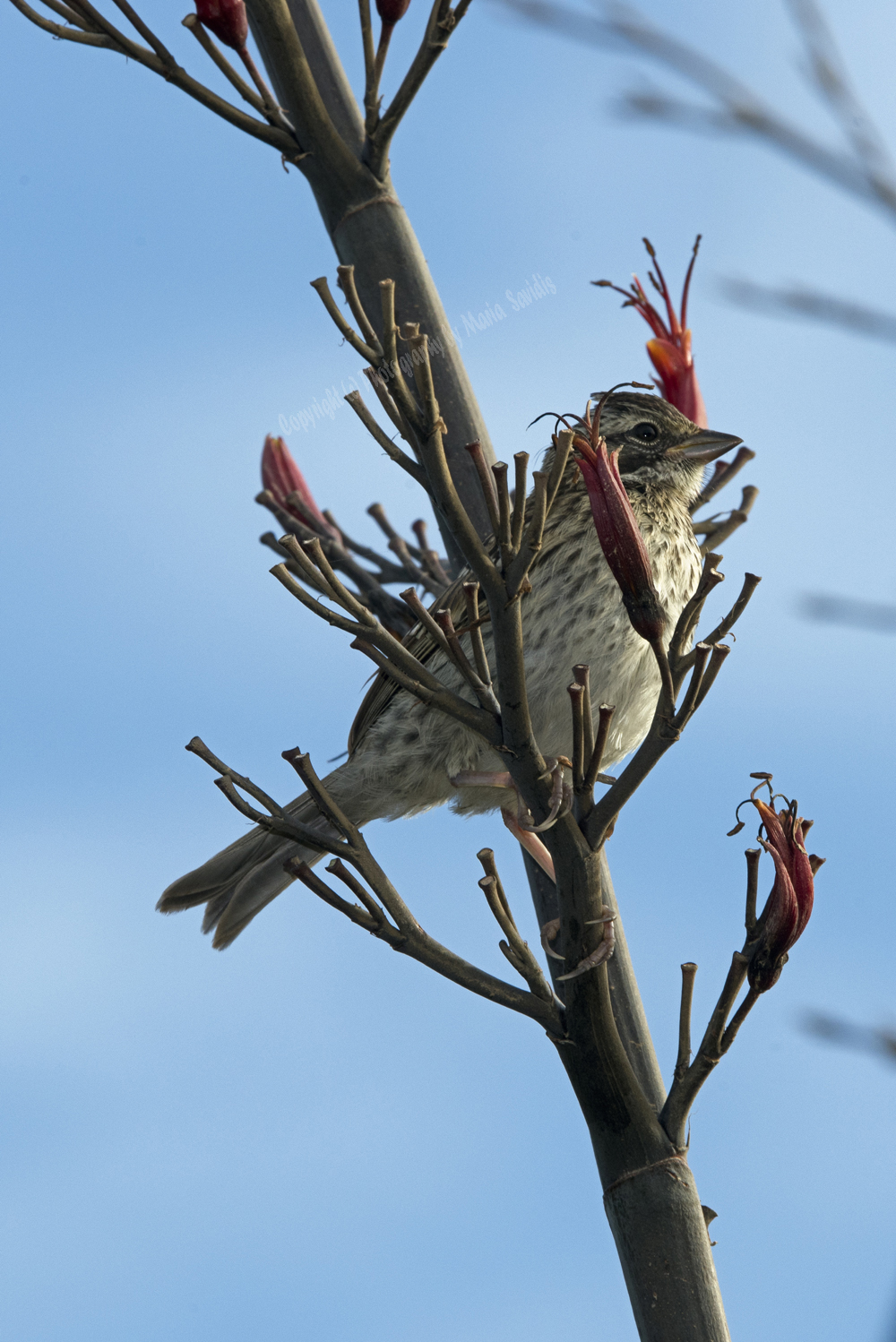 Rufous-collared Sparrow